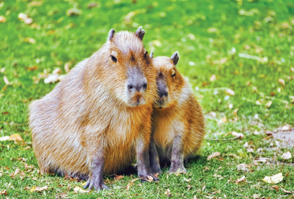 The capybara is the biggest living rodent Capybaras spend a lot of time in the - photo 12