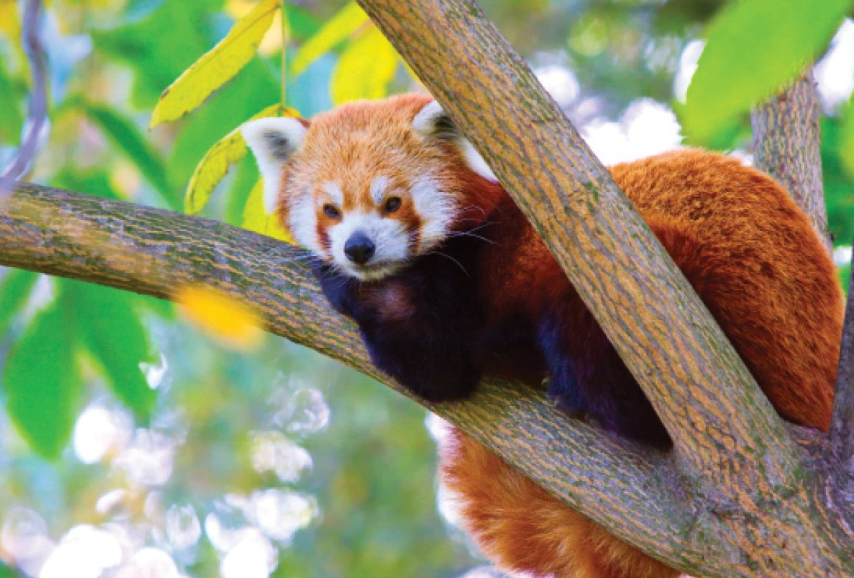 Red Pandas live in China Himalayas Myanmar and Nepal Their tail is covered - photo 32