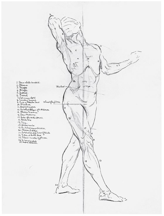 PLATE LXVII Male Anatomical Study Lead Pencil PLATE LXVIII Male Nude - photo 22