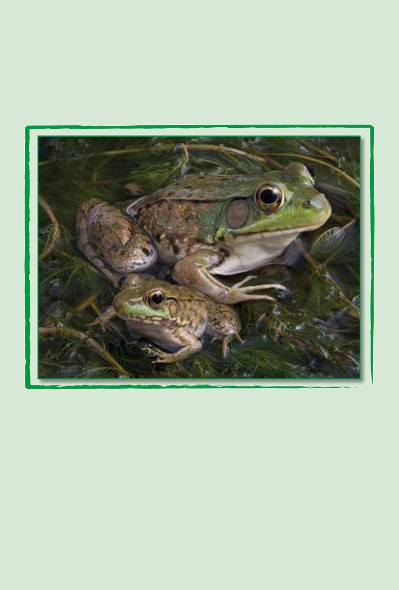 The frog looks like its mother and father Then the grown frog can - photo 17