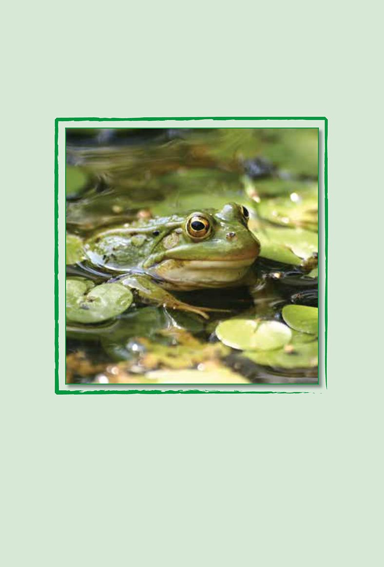 This is a frogs life Glossary frog pond tadpoles Words to Know adult - photo 20