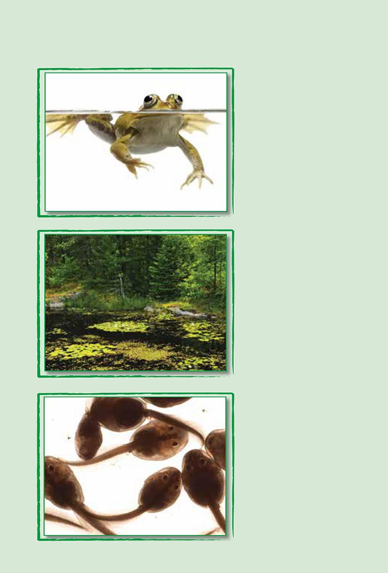 Glossary frog pond tadpoles Words to Know adult babies become begin egg - photo 21