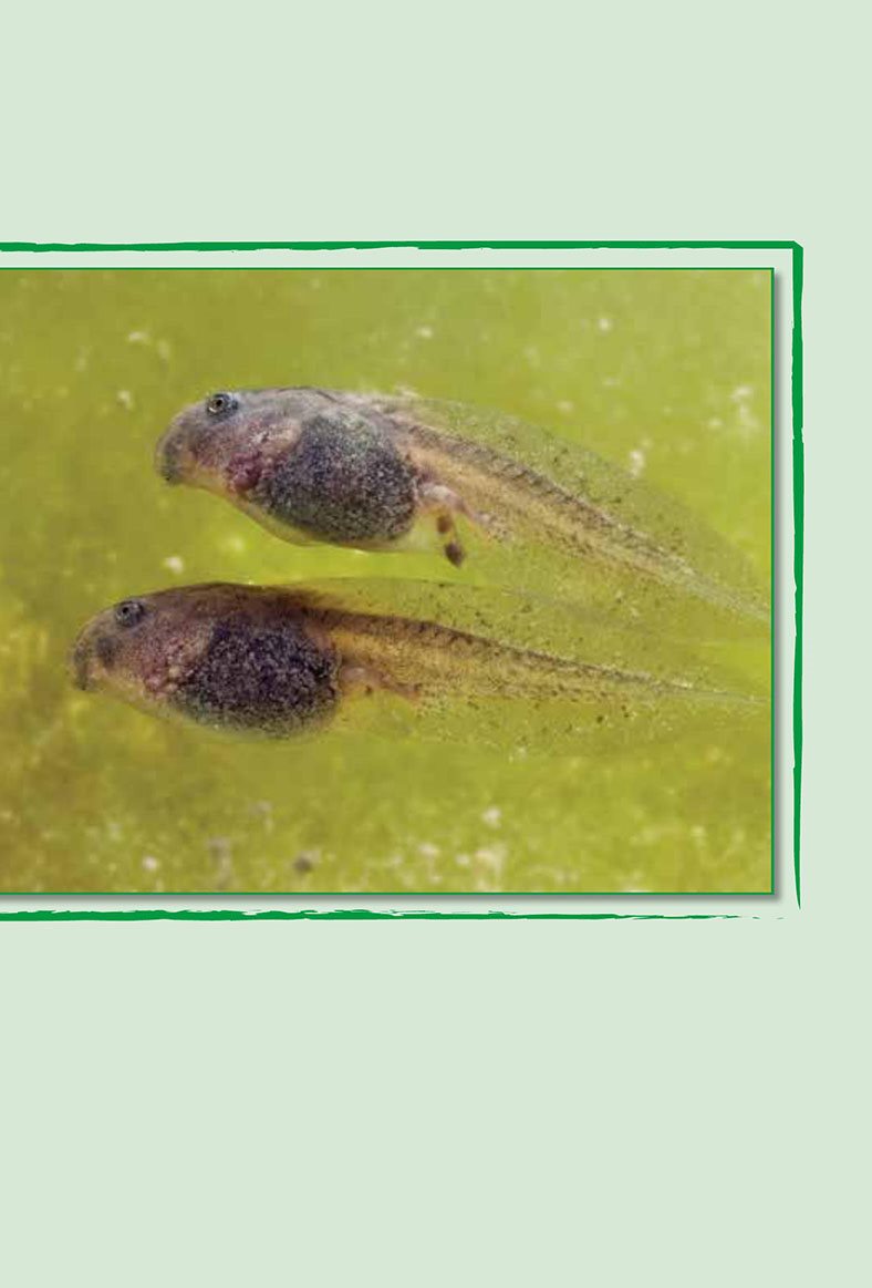 A tadpole looks like a little fish The tadpole grows It looks - photo 11