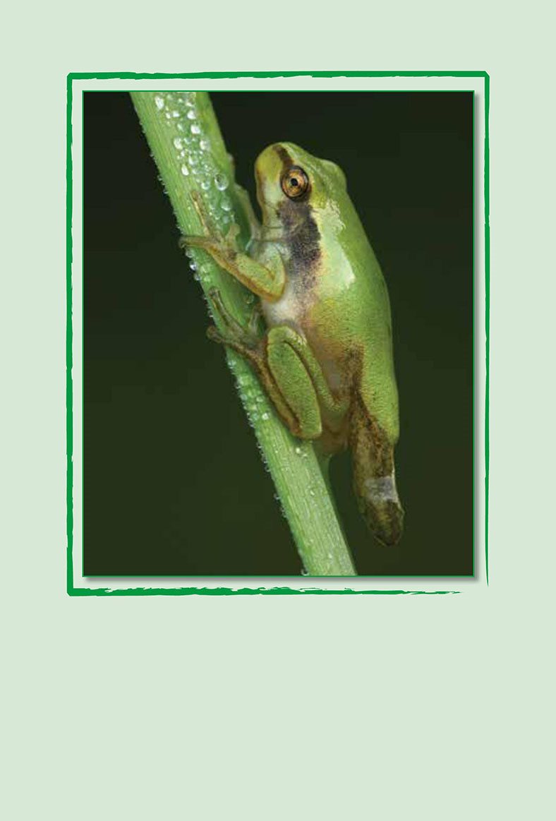 Then it grows four legs Each young frog becomes an adult frog The - photo 15