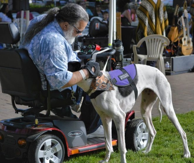 Therapy dogs are one dog for everyone that brings love and comfort to people in - photo 5