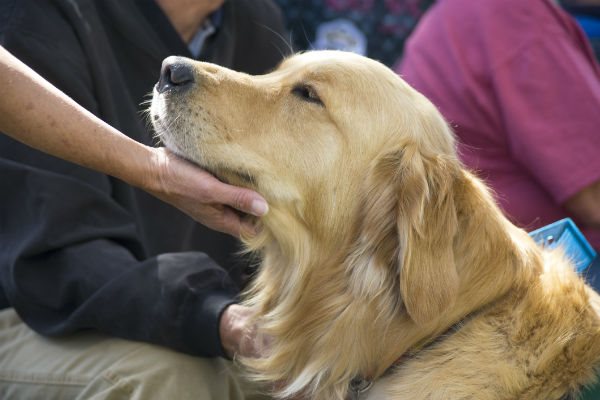 Service dogs range from very small to very big in size and the dog must be able - photo 4
