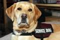 CHAPTER 3 COMMON SERVICE DOG BREED The most commonly used breeds for guide dogs - photo 2