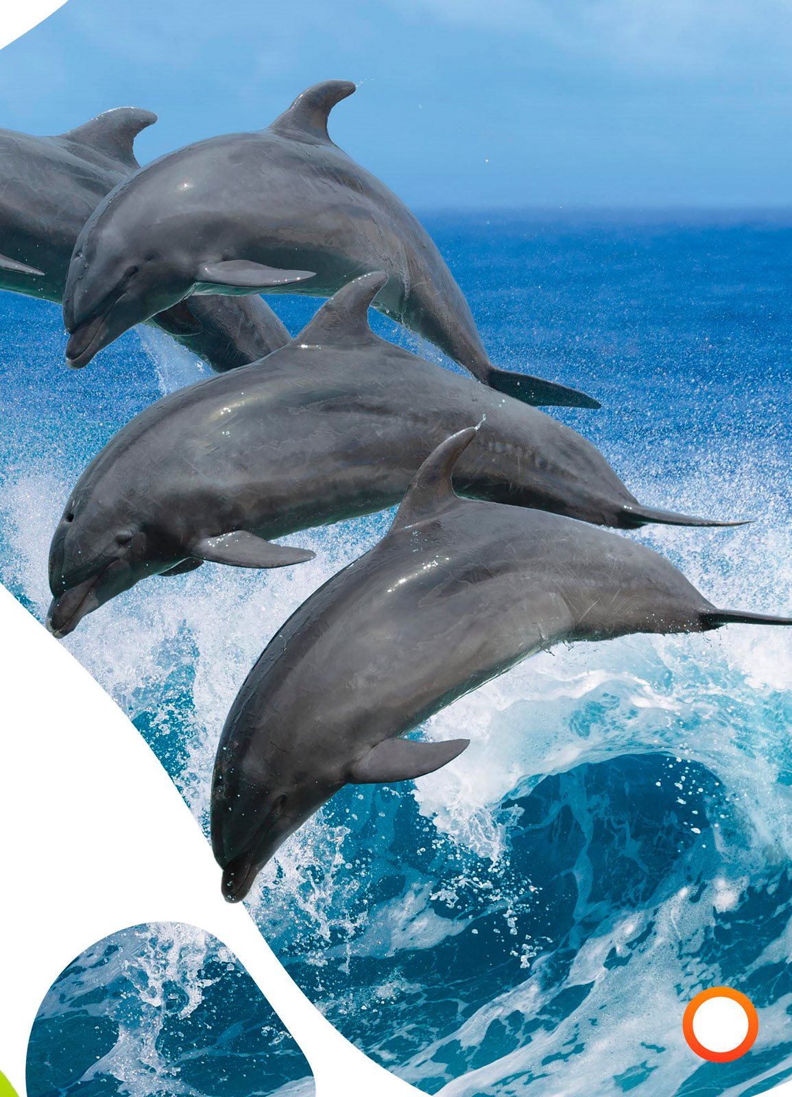 There are many kinds of dolphins Most are gray bottlenose striped - photo 7