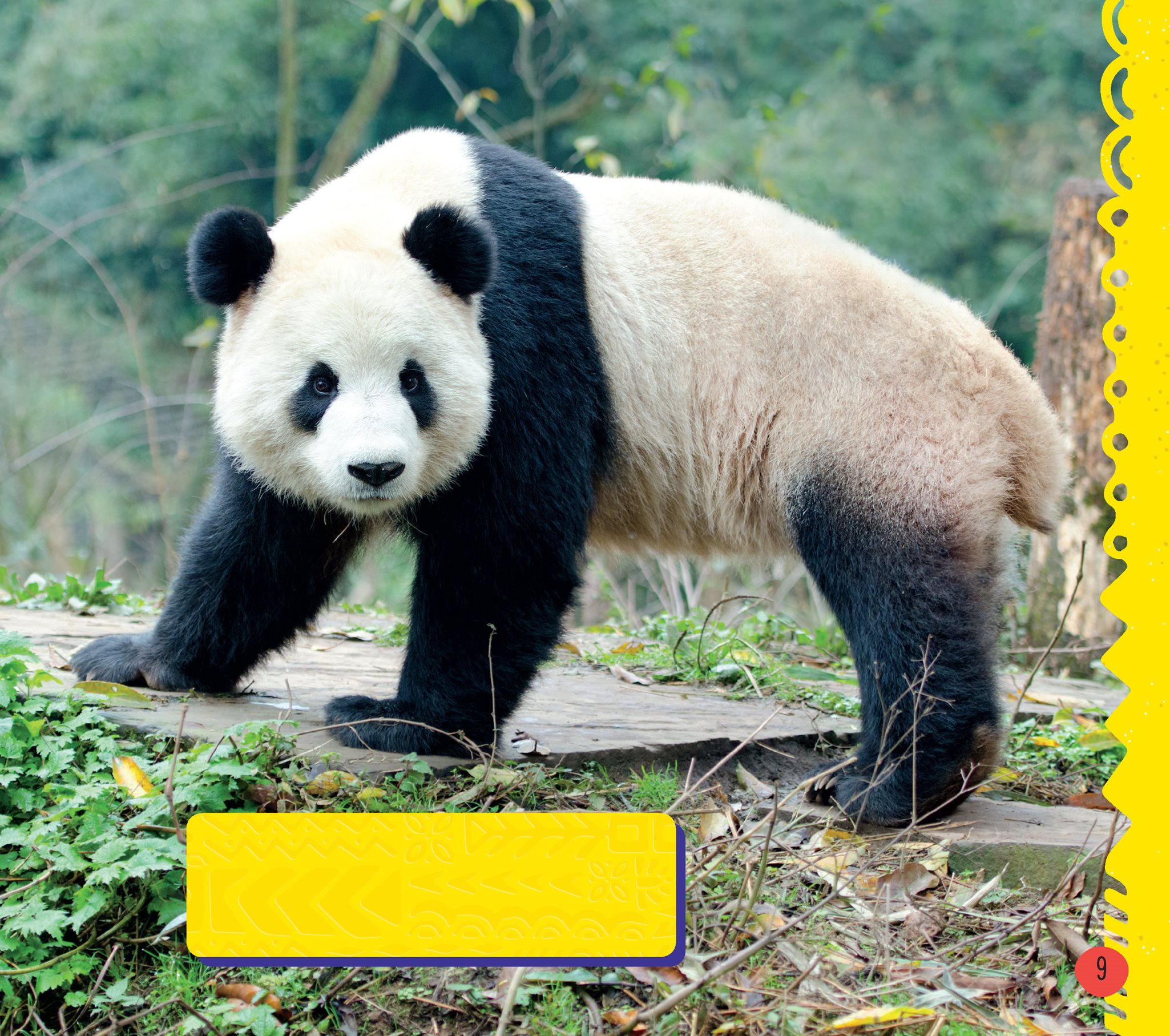 Giant pandas have longer tails than most other bears Giant pandas have - photo 11