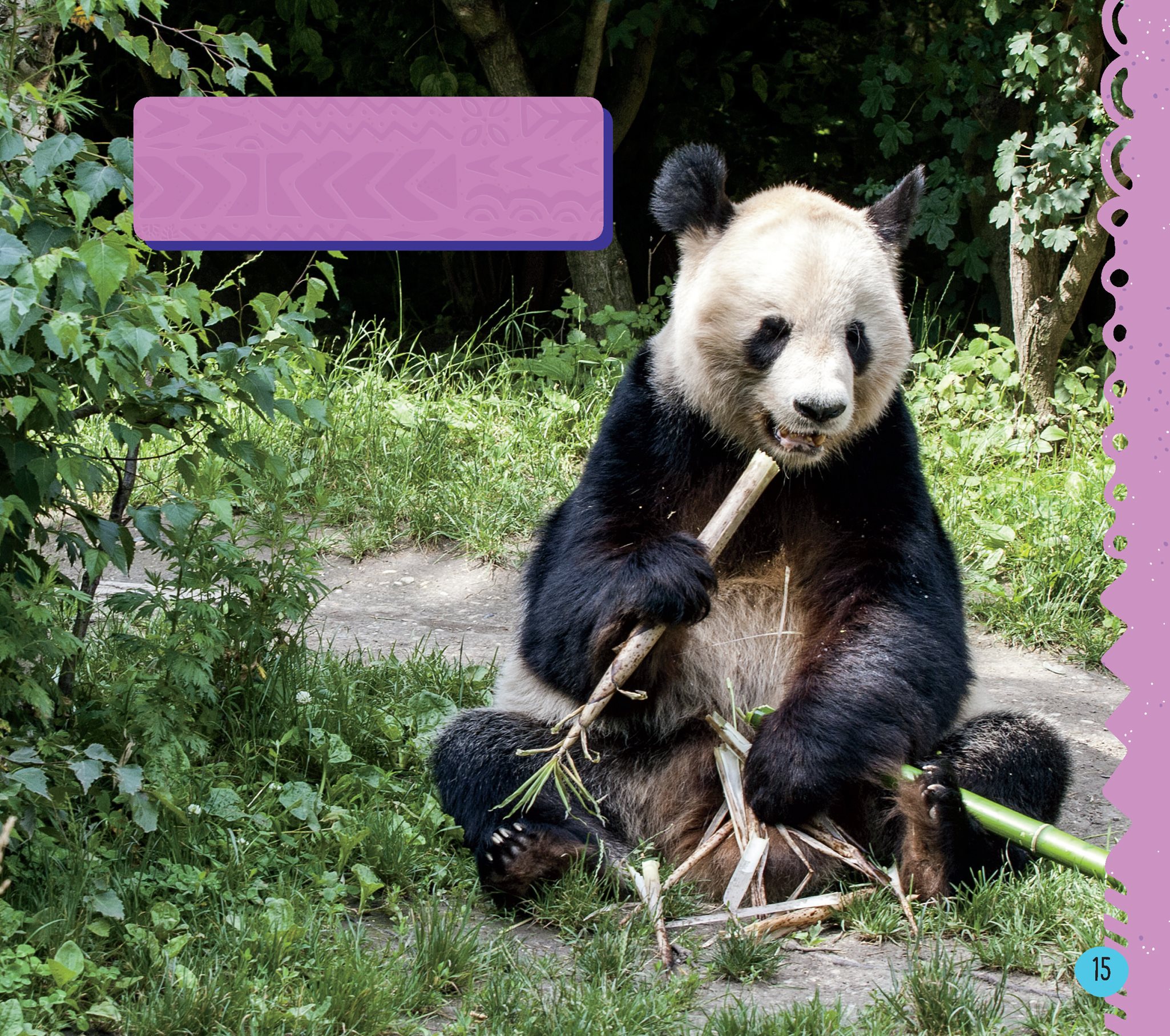 Pandas often sit with their legs out in front of them An adult giant panda - photo 17