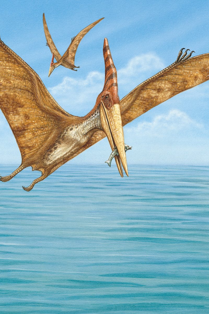 Pteranodon lived near the ocean and flew above the waves hunting for food - photo 15