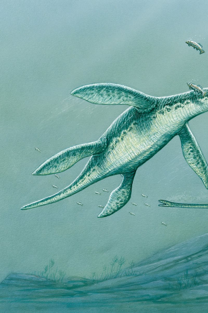 ELASMOSAURUS You say it like this eh- LAZZ- mo- SAWR- us Elasmosaurus - photo 18