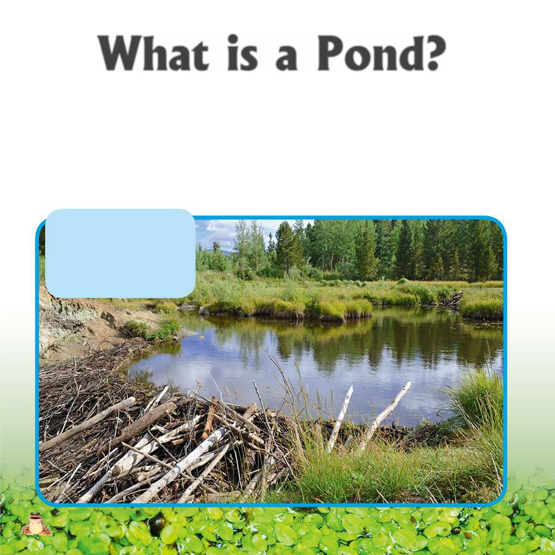 What is a Pond Ponds are small shallow areas of fresh water They are - photo 6