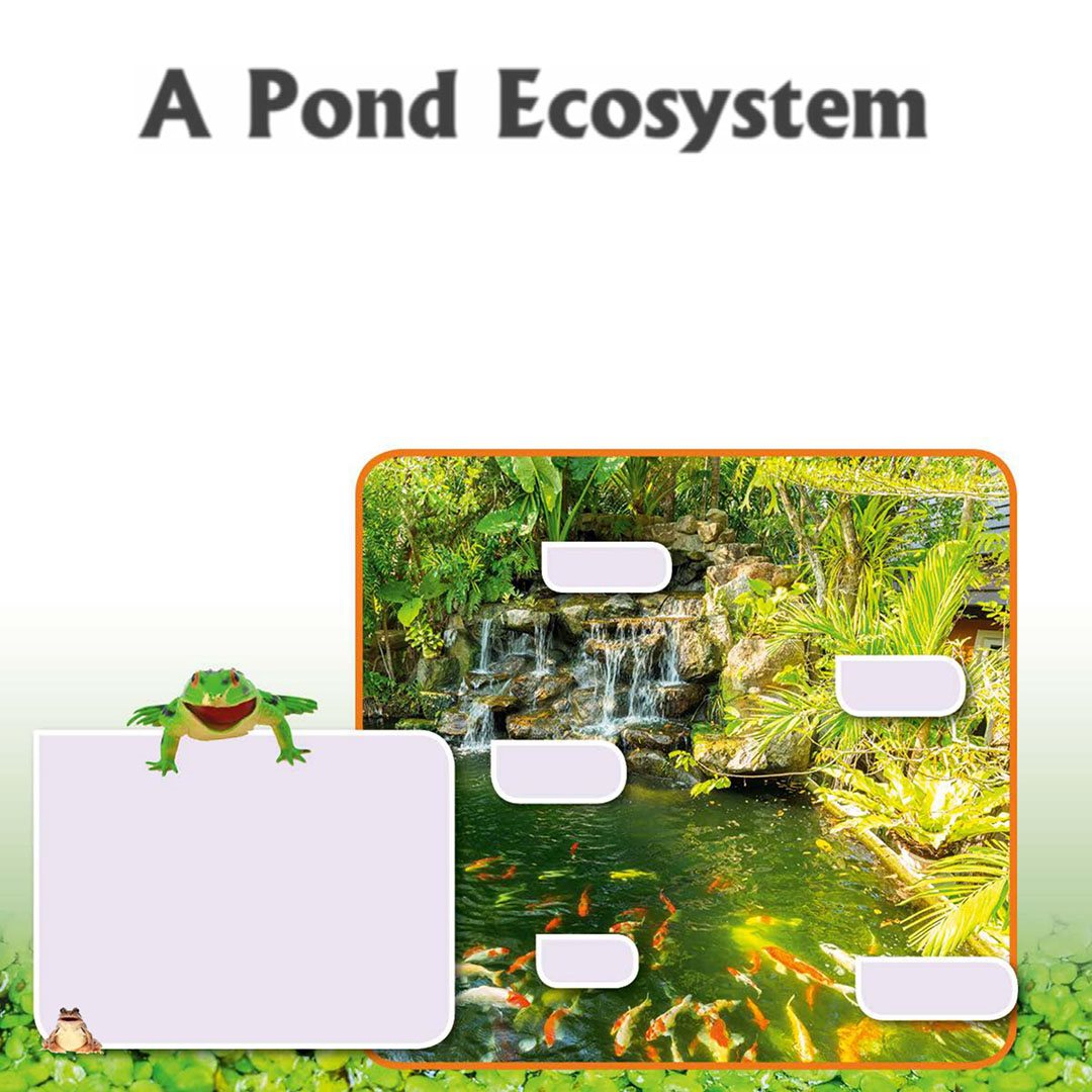 A Pond Ecosystem A system is made up of connected pieces that work - photo 8