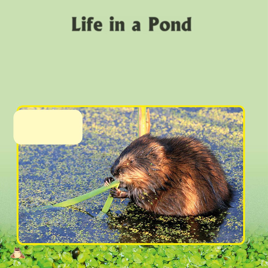 Life in a Pond Plants and animals need both nonliving and other living - photo 10
