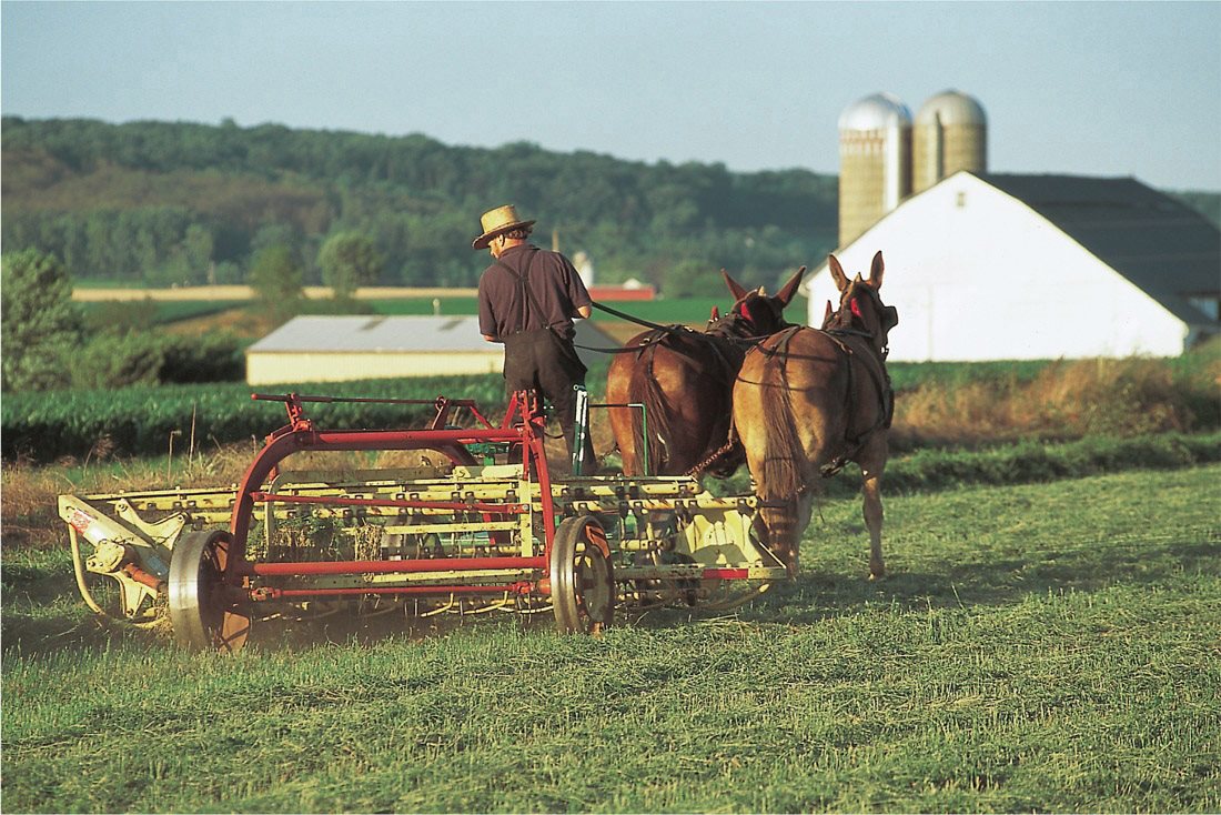 Alfalfa is a major crop raised for hay to feed cows on dairy farms This farmer - photo 6