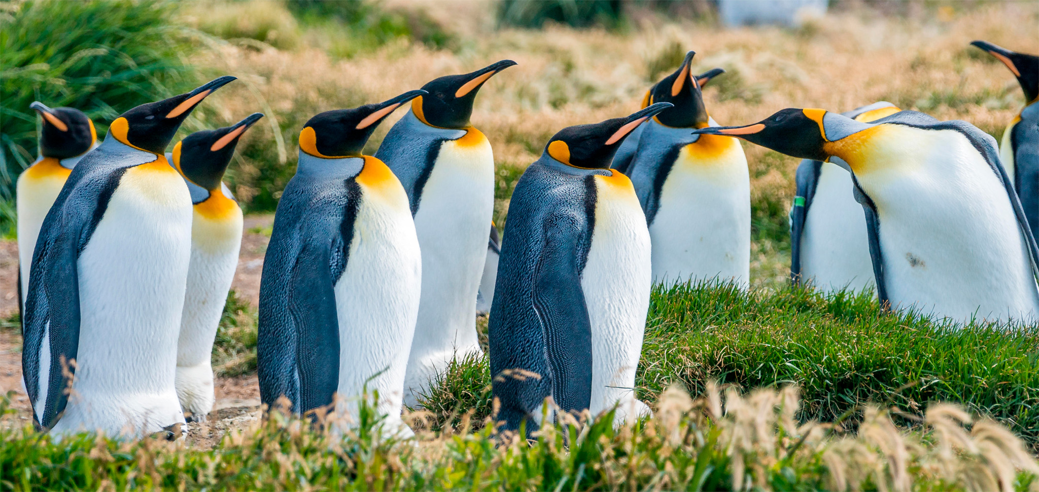 t Patagonia is home to endless plains icy fjords heaving glaciers and - photo 9