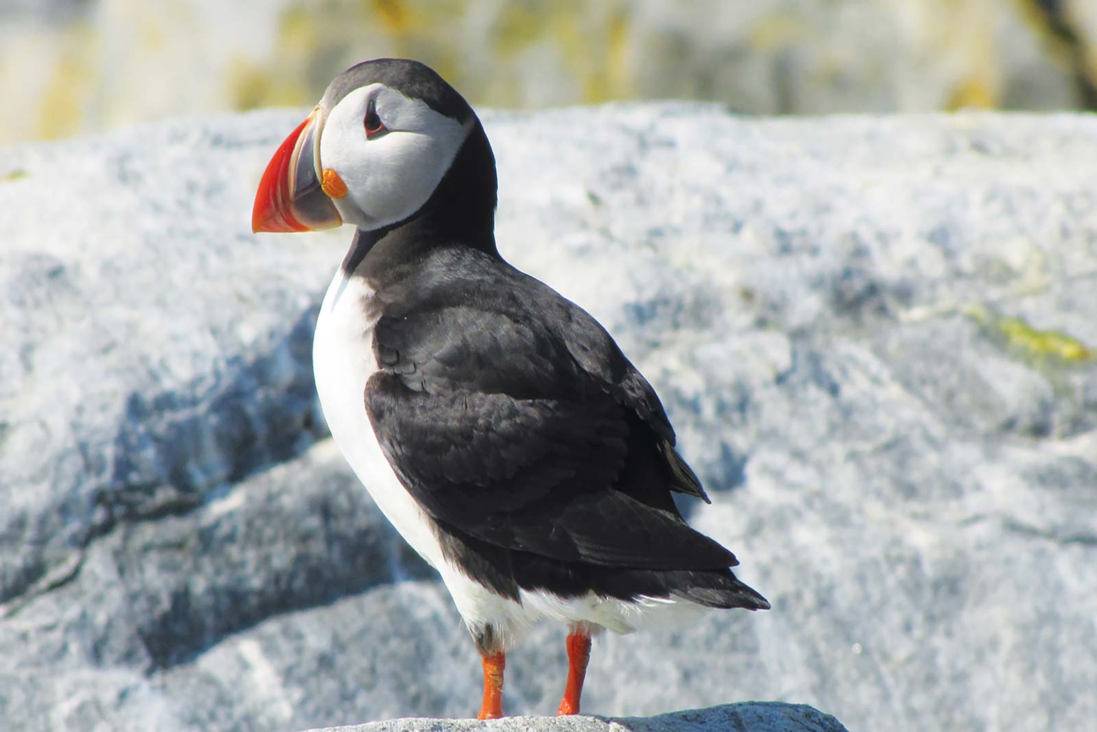 puffin Cadillac Mountain overlook in Acadia National Park fishing shack - photo 9