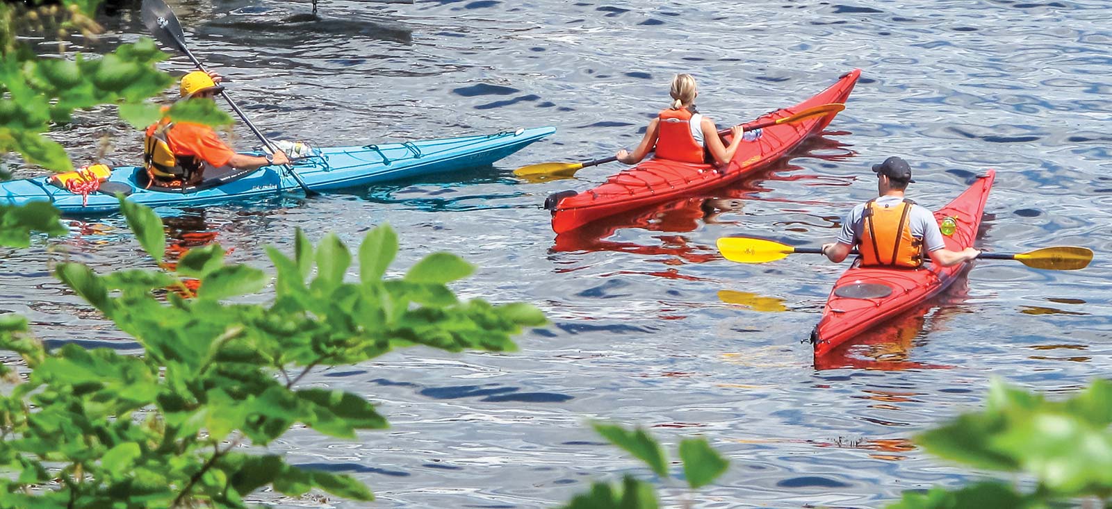 Paddle a Go on a guided excursion to see these clowns of the sea - photo 20