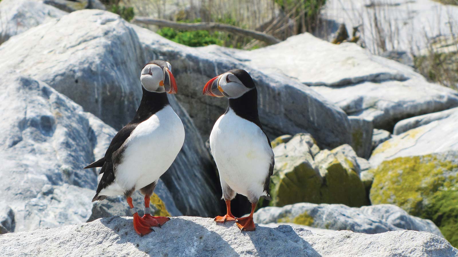 Go on a guided excursion to see these clowns of the sea Want to skip - photo 21