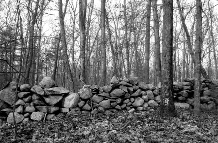 Stone walls such as this one were made by early European settlers using stones - photo 3