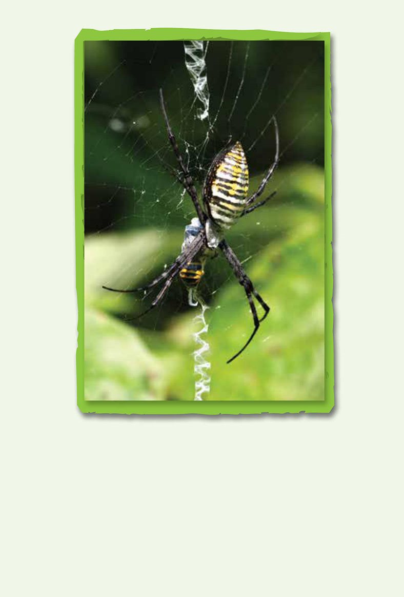 If you do then you must like insects and spiders Read this book to learn - photo 7