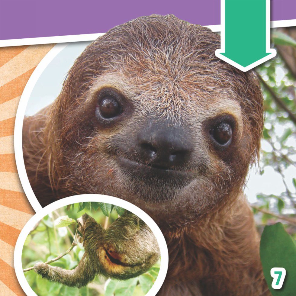 Some sloths have a mouth that turns up They look like theyre always smiling - photo 9
