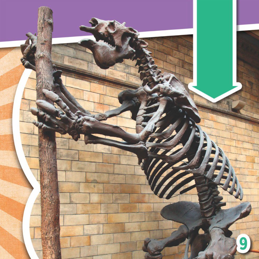 The skeleton of a South American giant sloth shows how different they were from - photo 11