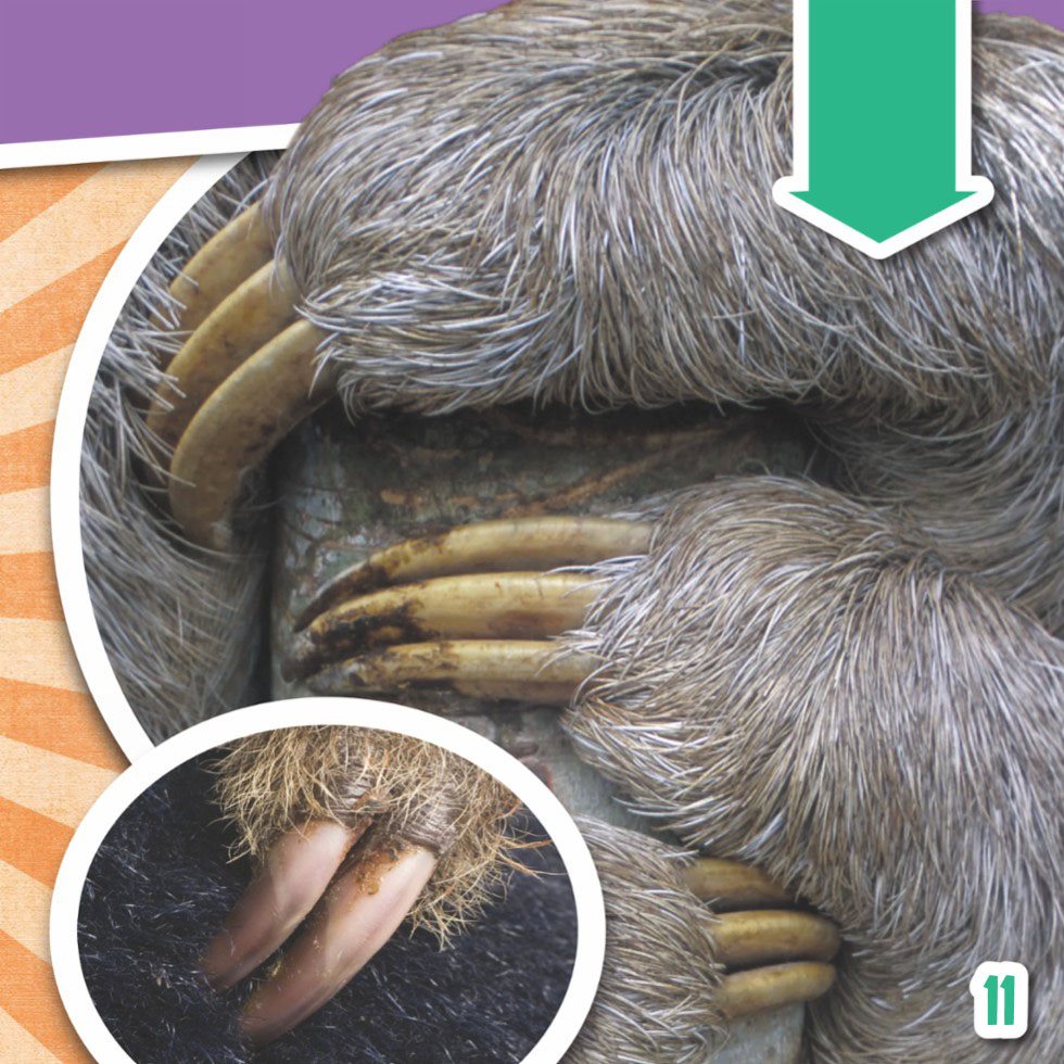 Can you tell which is the two-toed sloth and which is the three-toed sloth - photo 13