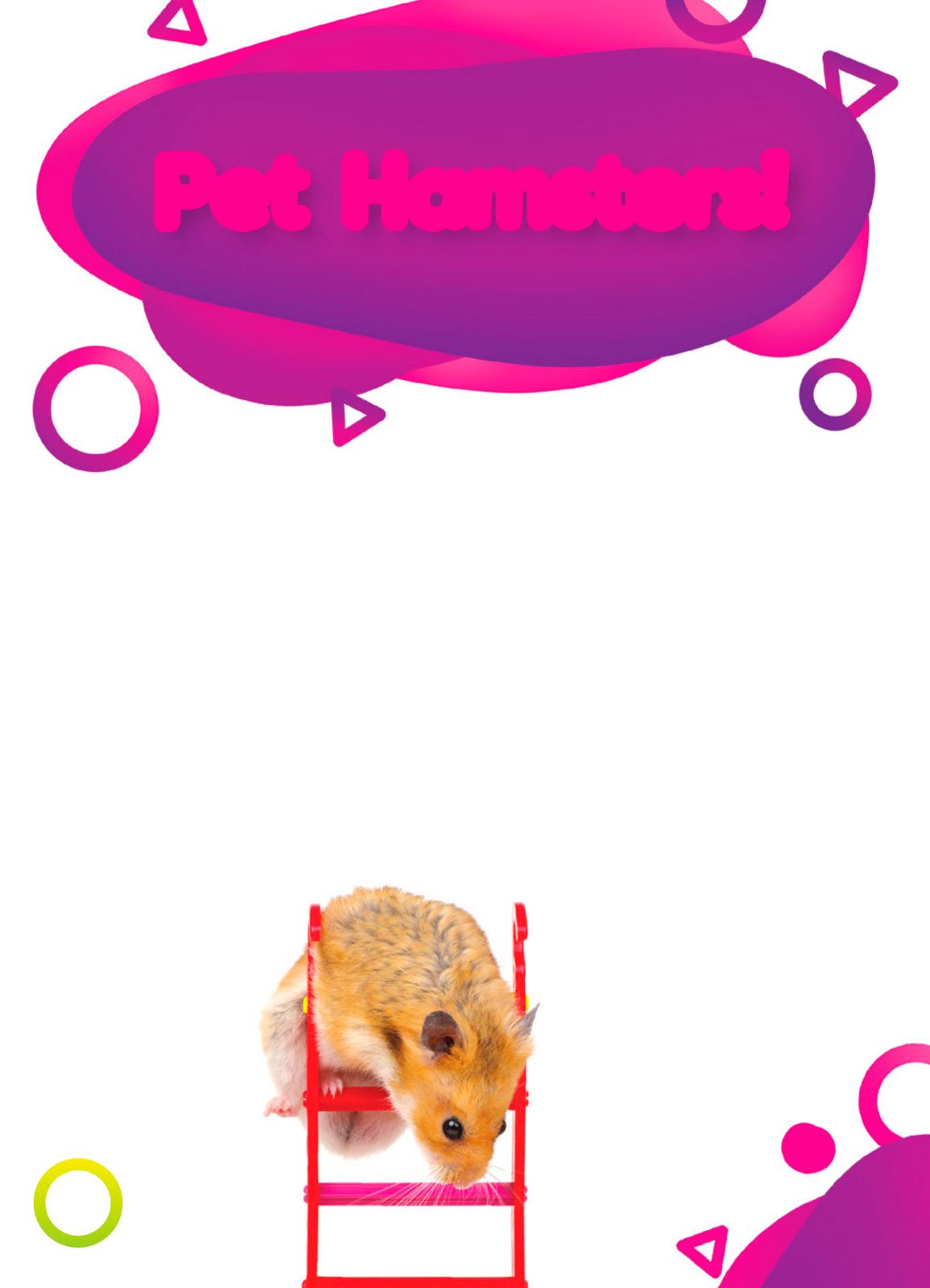 Spin run play Hamsters make fun pets Pet Hamsters Hamsters - photo 4