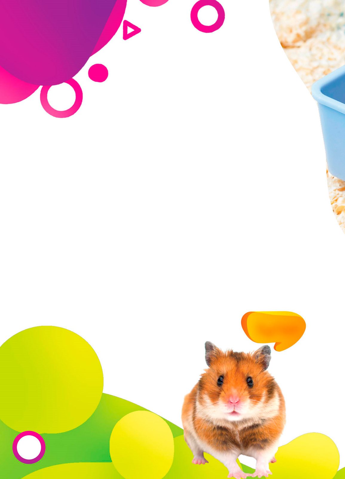 Hamsters are small and soft There are many kinds Syrian Chinese - photo 6