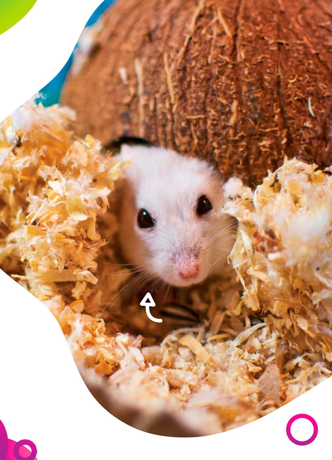 nest Hamsters eat seeds They drink from a bottle seeds bottle - photo 11