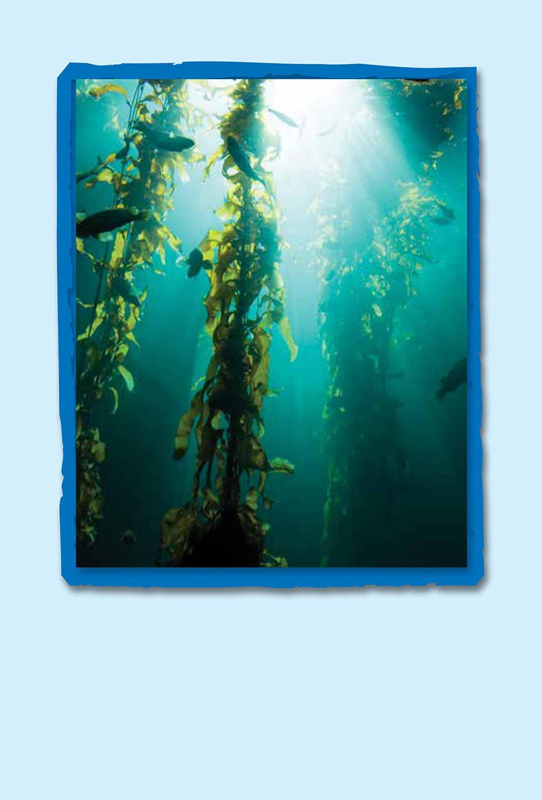 Forests of sea plants grow from the ocean bottom to the light above - photo 20