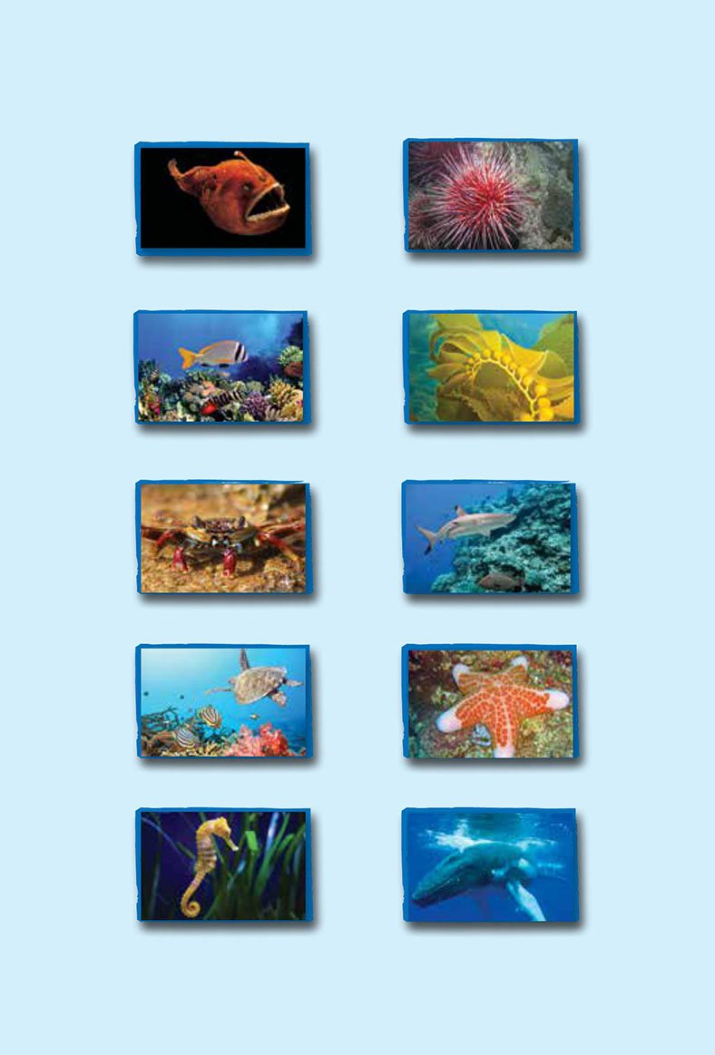 Glossary seaweed coral reef anglerfish sea urchin shark crab starfishsea whale - photo 21