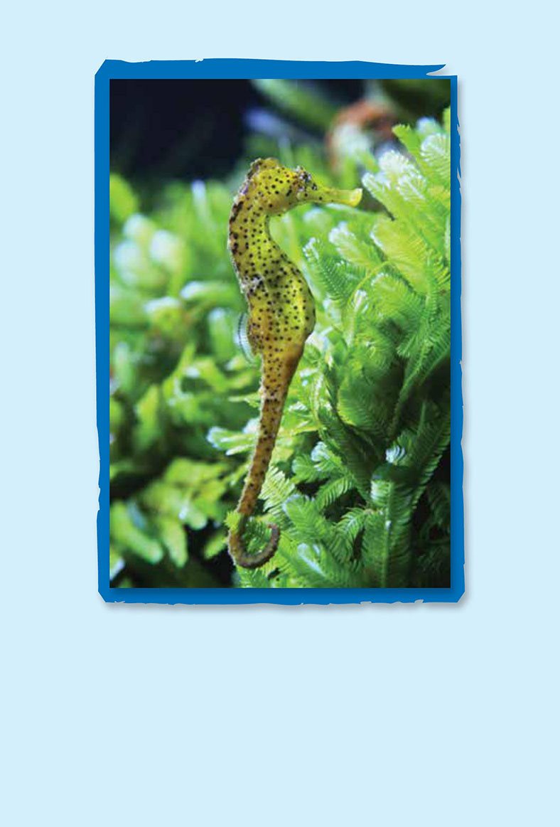 Sea horses live in shallow water They hold on to seaweed Crabs live - photo 6