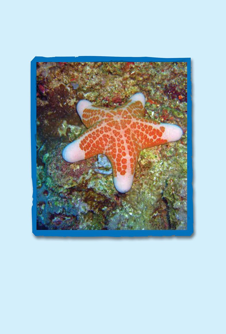 Starfish live in tide pools So do sea urchins They are both small - photo 8