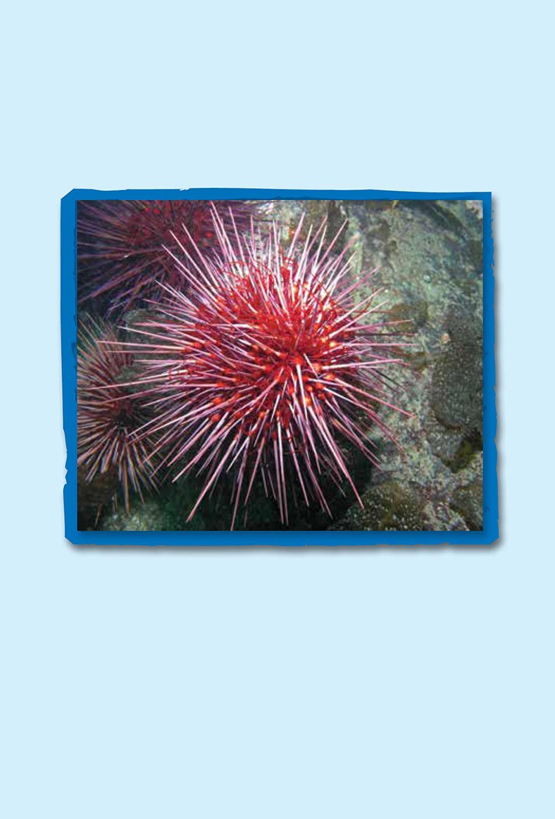 So do sea urchins They are both small creatures that come and go with the - photo 9