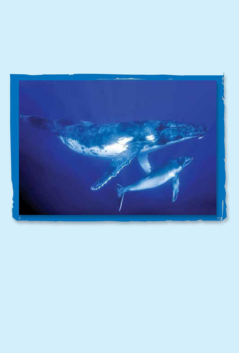 Whales can dive deep but they are mammals Mammals have to come up - photo 10