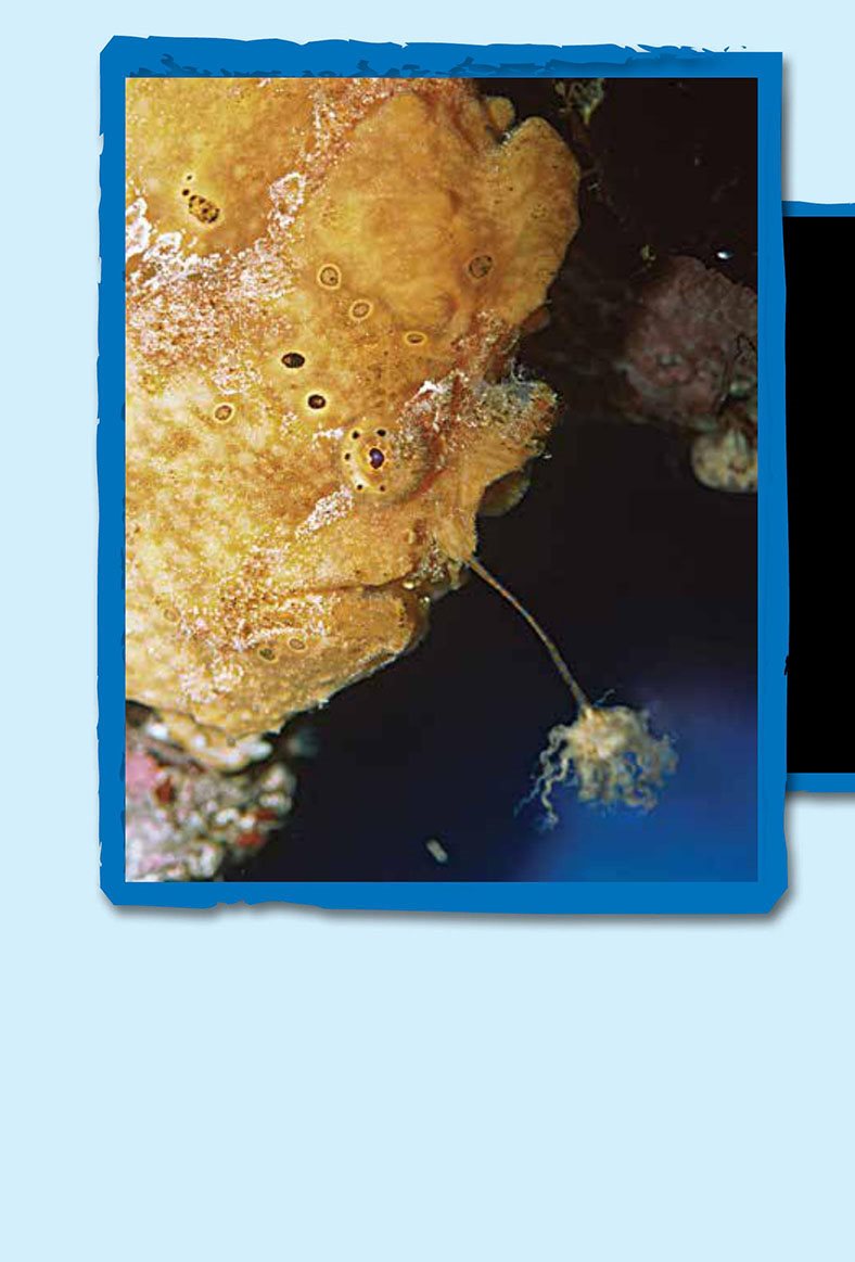 Anglerfish can live in the deep sea Each anglerfish has a fin with its own - photo 12