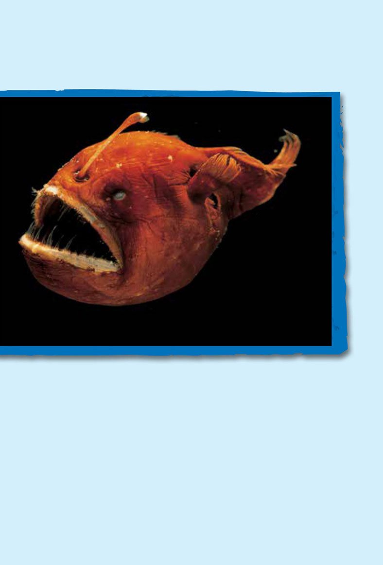 Little fish try to eat the anglerfish Then the anglerfish eats them - photo 13