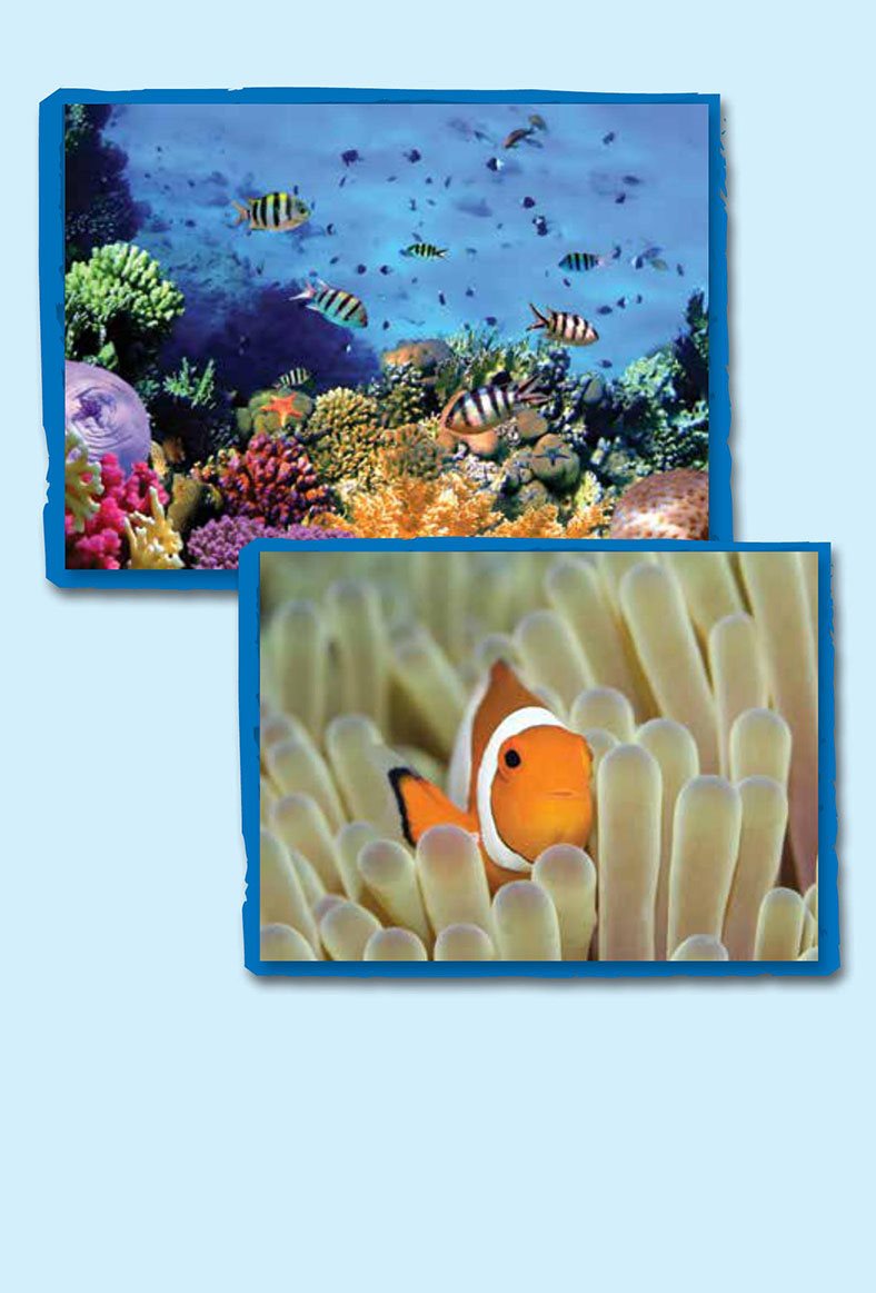 Many sea animals live near coral reefs The coral has many places - photo 16