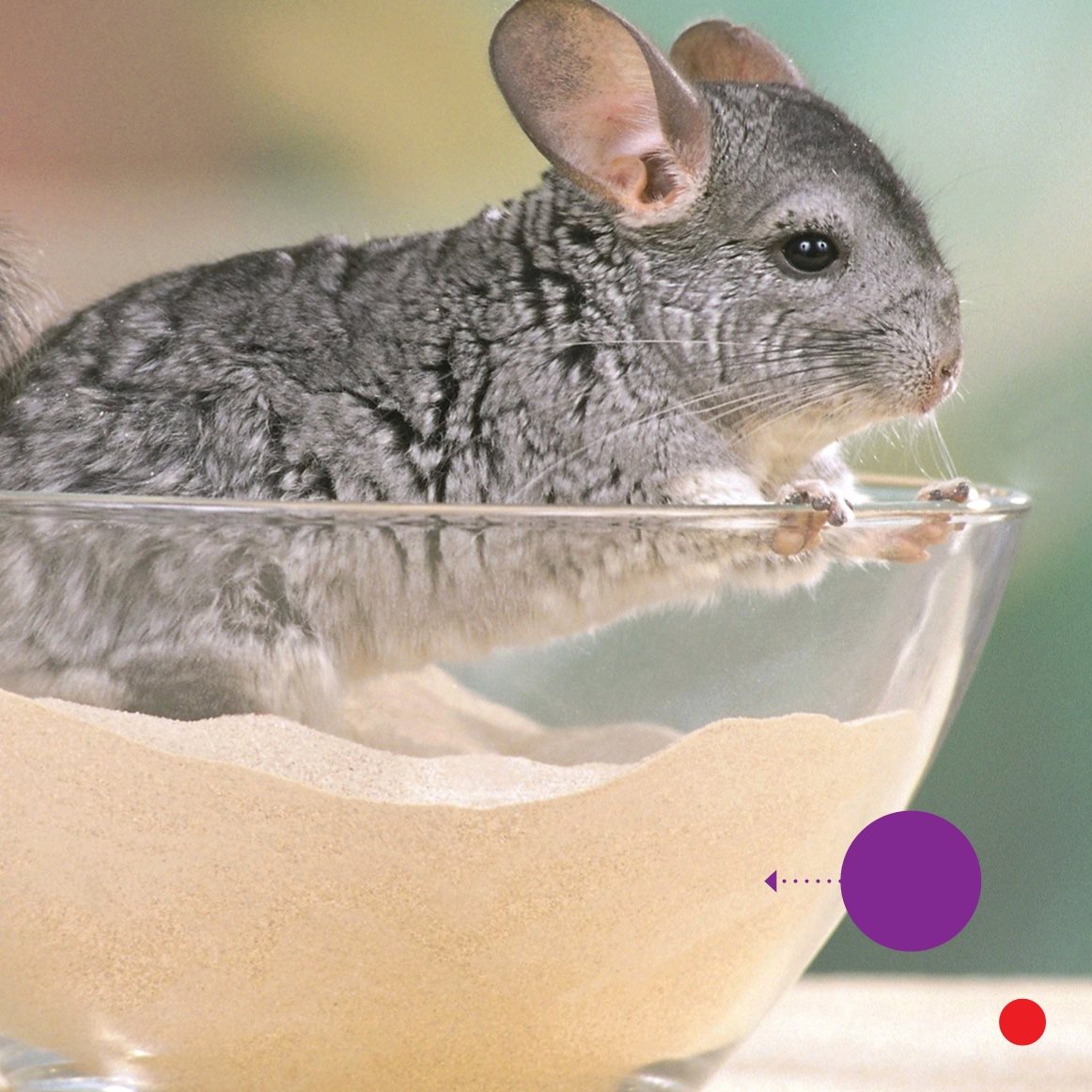 dust Chinchillas are fun pets - photo 19