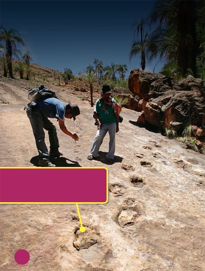 Scientists study tracks to learn how dinosaurs moved Some Stegosaurus - photo 21