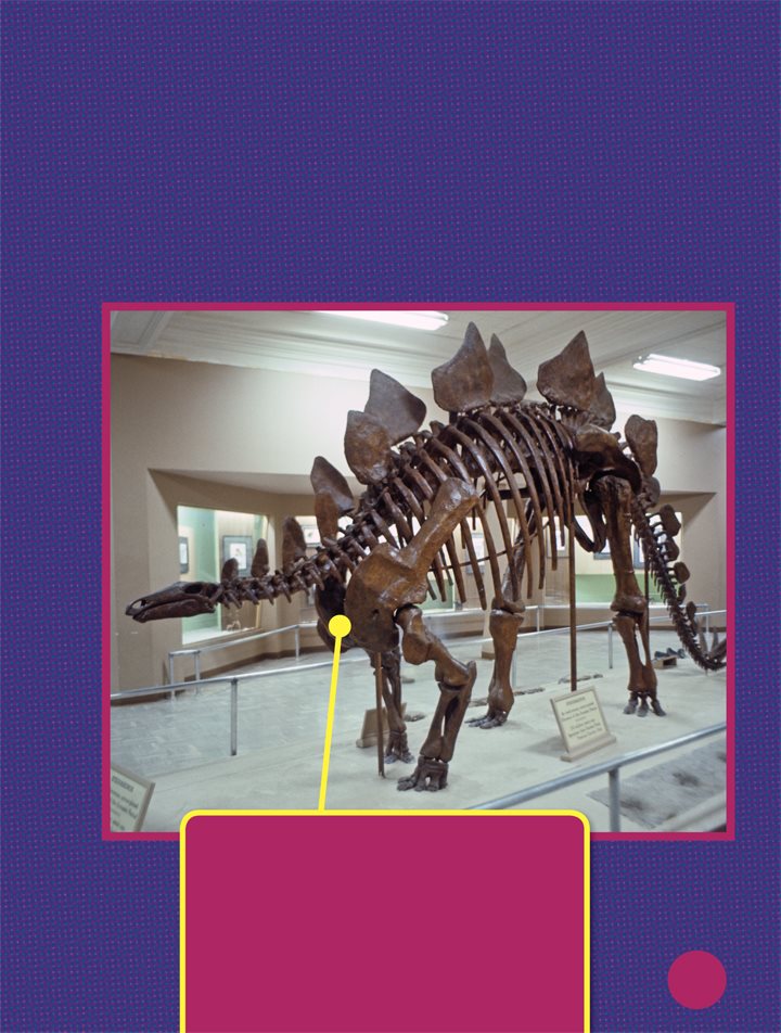 Stegosaurus and Ankylosaurus were Thyreophora Their armor kept them safe - photo 8