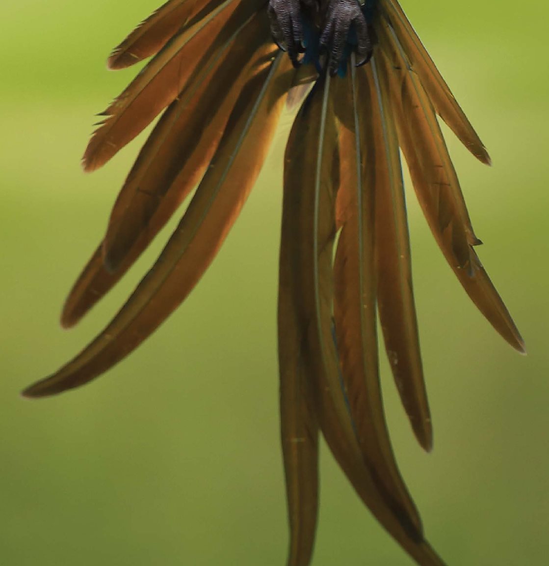 I have long tail feathers I - photo 18