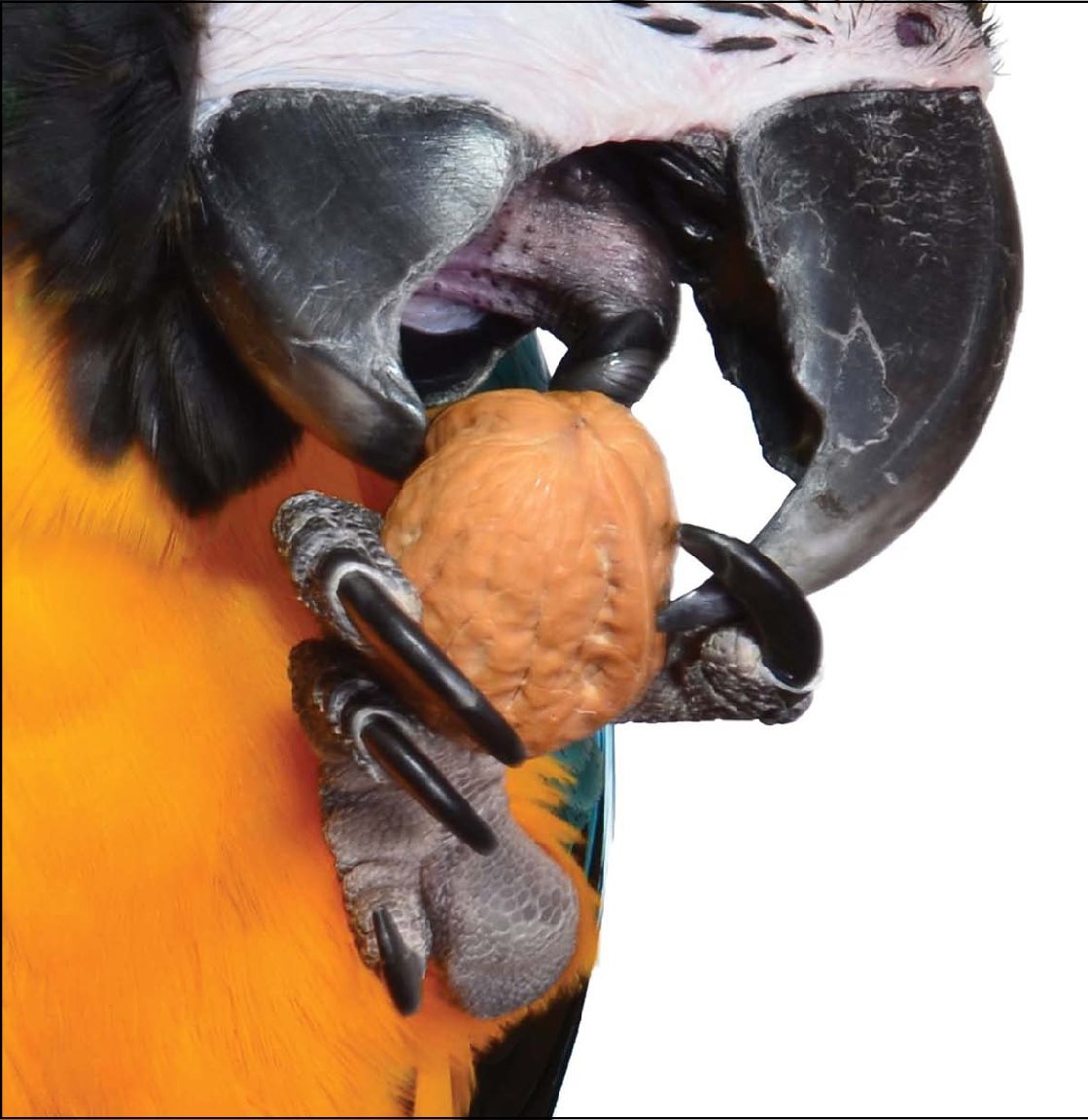 I use my strong beak for eating Do you know what I am Im a Macaw - photo 20