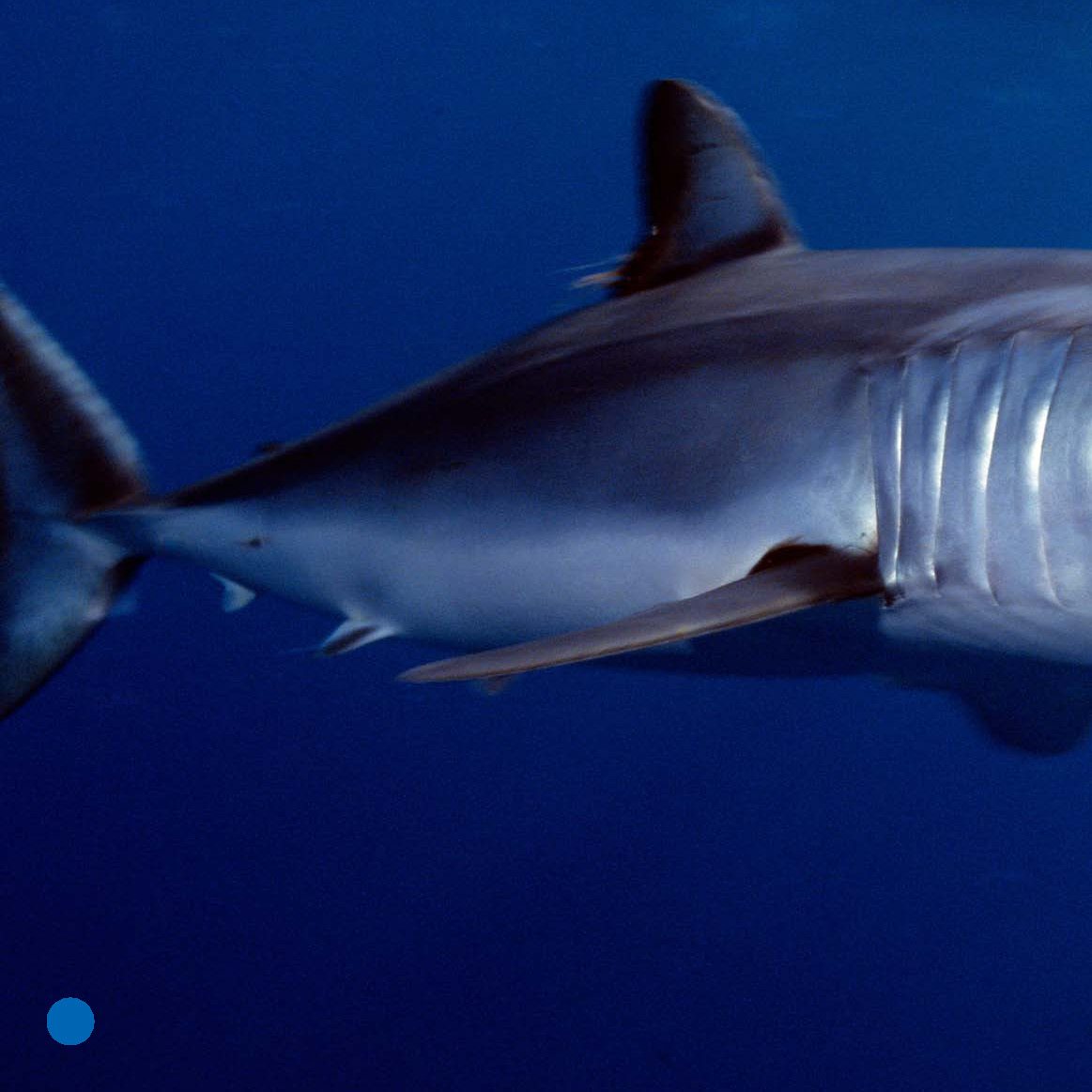 A mako is the fastest shark His body bends to swim fast Sharks - photo 14