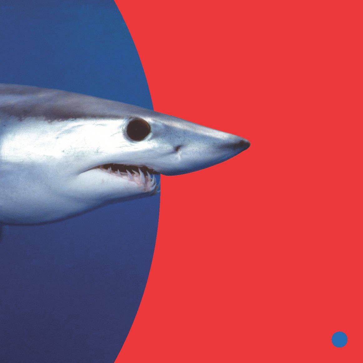 A mako is the fastest shark His body bends to swim fast Sharks - photo 15