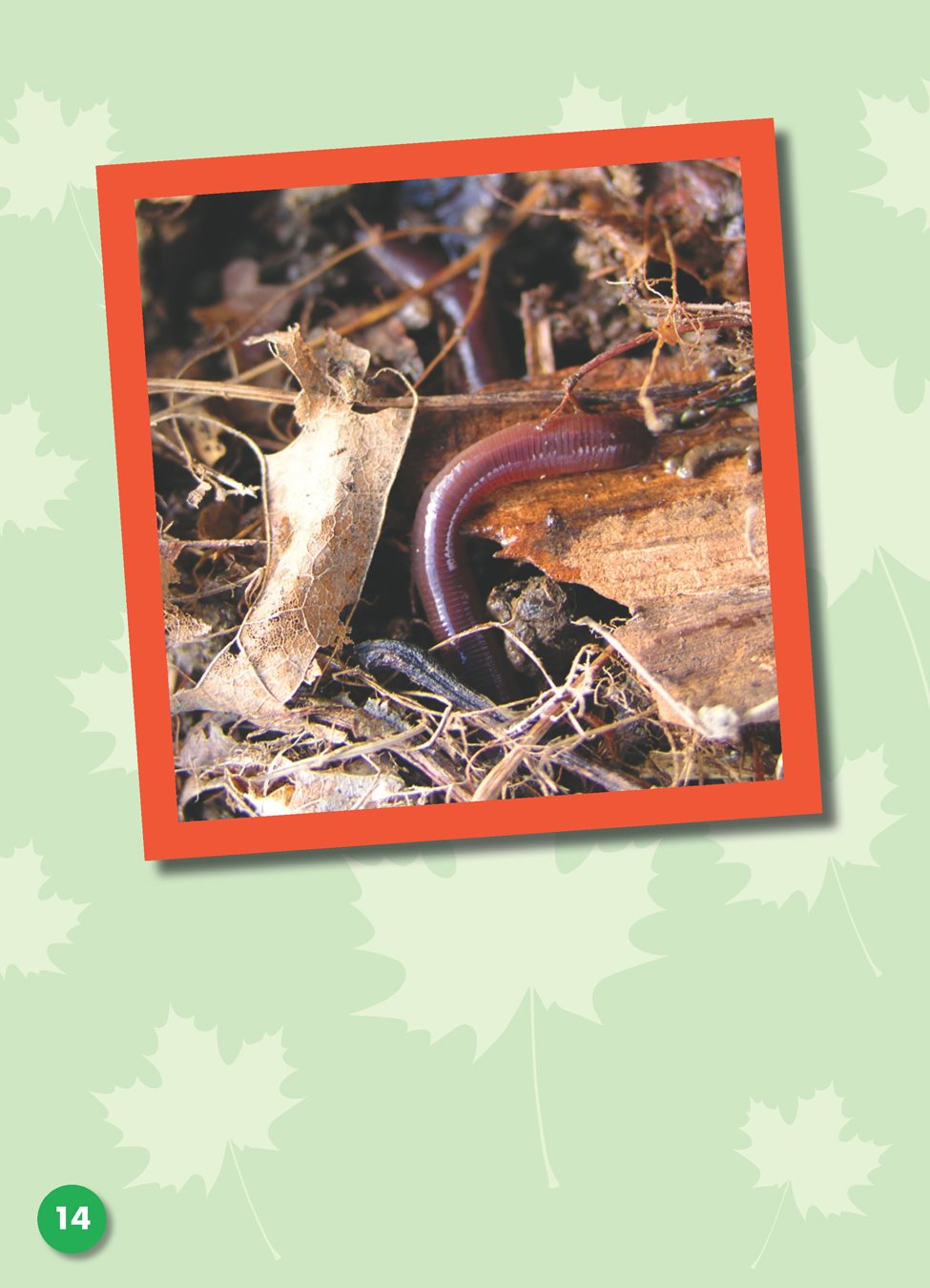 Insects hide under logs and leaves Earthworms crawl deep underground where - photo 16