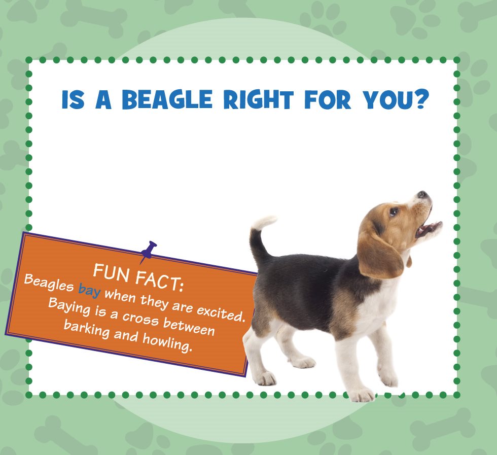 IS A BEAGLE RIGHT FOR YOU Beagles are gentle friendly dogs that love being - photo 6